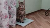 Ветеринар рассказал о способности кошек манипулировать людьми
