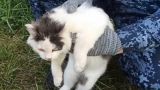 Кота-наркокурьера задержали рядом с нижегородской колонией. Фото
