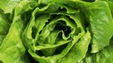 Реформы Милея в действии: зеленый салат в Аргентине дороже говядины