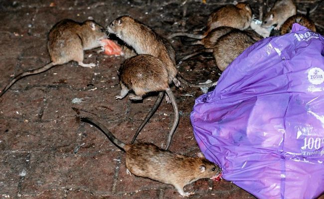 Повезло не только Франции: в Европе появился новый «крысиный город»