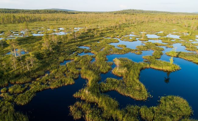 Власти Финляндии намерены восстановить защитные болота на границе с Россией