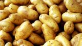 Россельхознадзор опроверг информацию о запрете на выращивание картошки