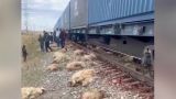 В Дагестане поезд задавил около 100 баранов