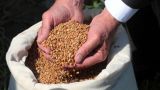 В Молдавии фермеры отказались пополнять госрезерв пшеницы, придержав зерно