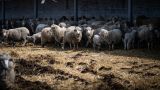 Сальдо: в Херсонской области развивается животноводство с учетом местного климата