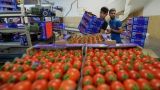 Первая партия турецких томатов отправлена из Измира в Петербург
