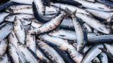 Норвегия запретила ввоз российской рыбы через сухопутную границу