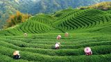 Китай впервые локализует в России производство чая