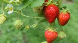 Как будто своей нет: Киргизия закупит семена клубники в Калифорнии