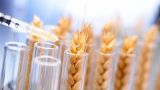 В целях продовольственной безопасности: Россия займётся ускоренной селекцией пшеницы
