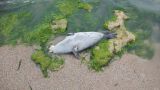 Каспийского тюленя включат в перечень исчезающих животных