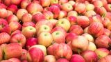 Moldovans have returned, but the market is already full of Chinese apples