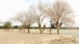 Международные НПО бьют тревогу: Афганистан страдает от катастрофической засухи