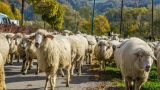 Мертвые овцы могут стать причиной скандала между Польшей и Словакией