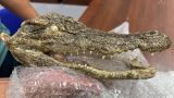 Голову крокодила пытался привезти россиянин из Вьетнама