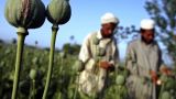 Талибы запретили выращивание опиумного мака и производство наркотиков