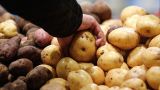 Белорусы теперь кормят свиней элитным картофелем