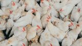 На Сахалине вынуждены в срочном порядке начать уничтожение кур и яиц