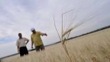 В Ростовской области после заморозков ввели режим ЧС