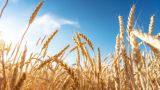 Зерновая сделка: Индия нацелилась на российскую пшеницу