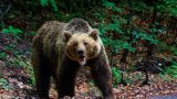 Hunting for a man-eating bear has begun in Primorsky Krai