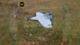 Украинский дрон, сбитый под Воронежем, взорвался в ходе осмотра