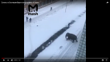 В Екатеринбурге ловят слона, который купается в снегу — видео