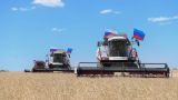 Пасечник: В ходе уборочной кампании в ЛНР будет собран урожай с площади 580 тыс. га
