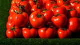 Ереван надеется на скорое разрешение проблемы со ввозом продуктов в Россию