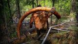 «Единая Россия» предложила пополнять бюджет, продавая останки мамонтов