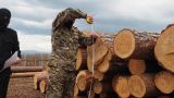В Забайкалье ОПГ вывезла за границу лес на 690 млн рублей