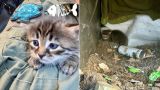 You can't blow it up, there's a kitten here! Russian sappers rescued fluffy in the SMO zone