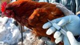 Казахстан признан страной, свободной от птичьего гриппа