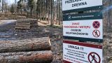 «Ежедневно — 6 тысяч лесовозов!» — «Гринпис»* в шоке от масштабов вырубки в Польше