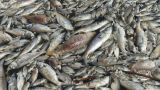 В Казахстане погибло от отравления 118 тонн рыбы — Токаев
