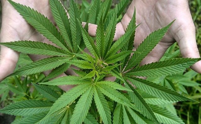 Приобретение марихуаны статья что делать с стеблям конопли